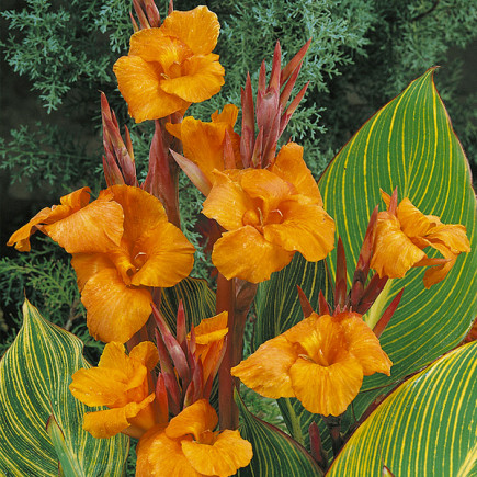 Canna - Paciorecznik Gold Ader