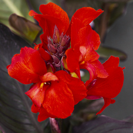 Canna - Paciorecznik Red King Humber