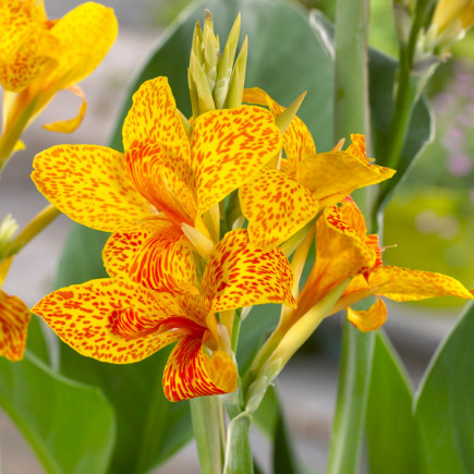 Canna - Paciorecznik Tenerife