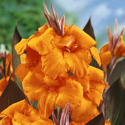 Canna - Paciorecznik Wyoming