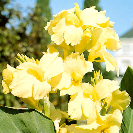 Canna - Paciorecznik Yellow Futurity