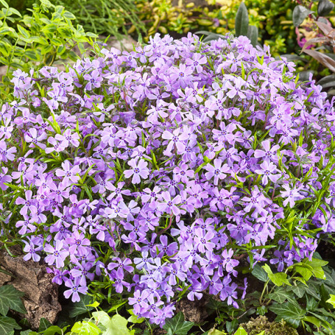 Płomyk Wieloletni Early Spring Lavender