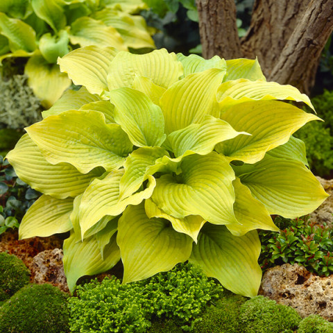 Hosta - Funkia Piedmont Gold Pojemnik