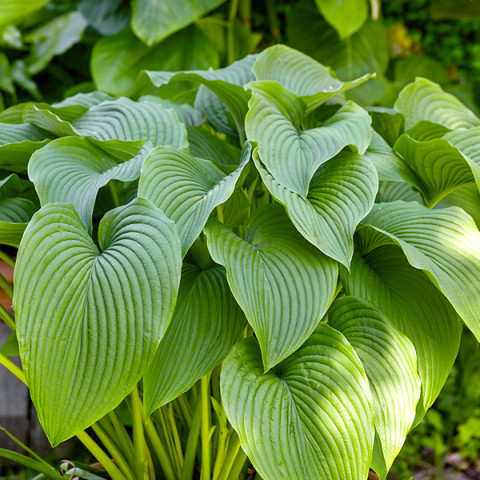 Hosta - Funkia Sieboldiana Pojemnik