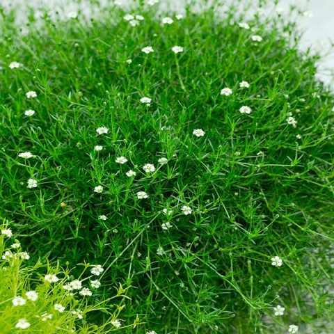 Karmnik Green Moss