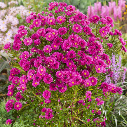 Aster Wieloletni Jenny