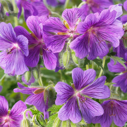 Geranium Gravetye Pojemnik