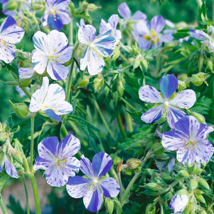 Geranium Pratense Splish Splash