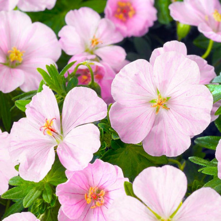 Geranium Sanguineum Vision Pojemnik