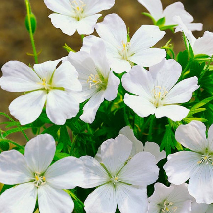 Geranium Album