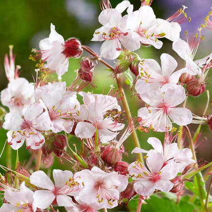 Geranium Cantabrigiense Biokovo