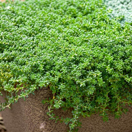 Sedum Coral Carpet