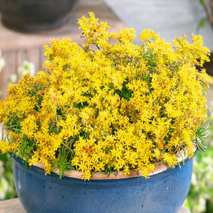 Sedum Middendorfianum