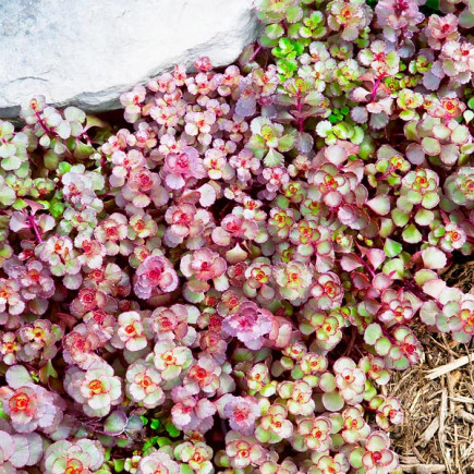 Sedum Voodoo