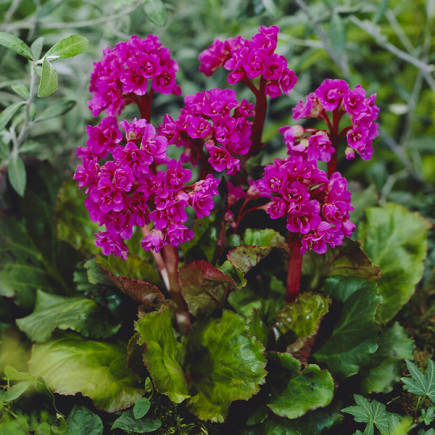 Bergenia Abendglut