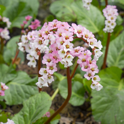 Bergenia Baby Doll