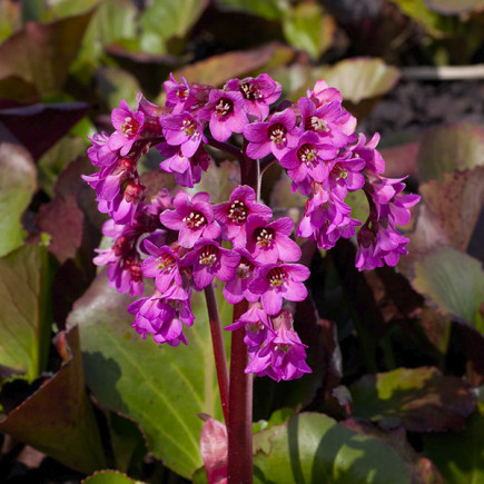 Bergenia Rotblum