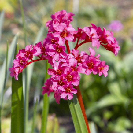 Bergenia Winterglow w pojemniku 2.5 l