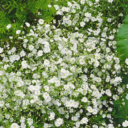 Gipsówka Paniculata White