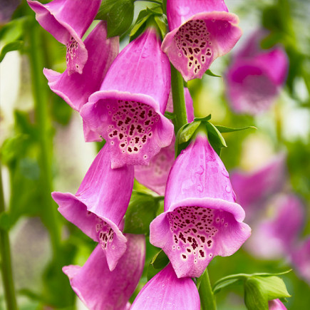 Naparstnica Purpurea Virtuoso Rose