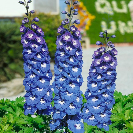 Ostróżka Magic Fountains Dark Blue White Bee