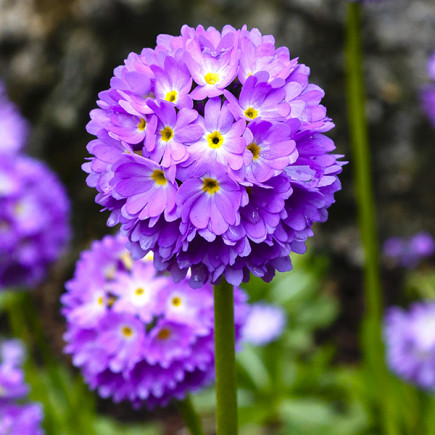 Pierwiosnek Lilac