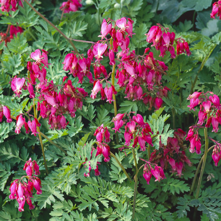 Serduszka Dicentra formosa Bacchanal