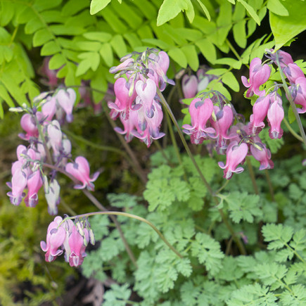 Serduszka Dicentra formosa Luxuriant