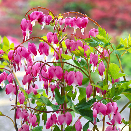 Serduszka Dicentra Rose