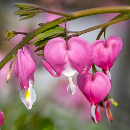 Serduszka Dicentra Spectabilis