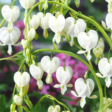 Serduszka Dicentra spectabilis Alba