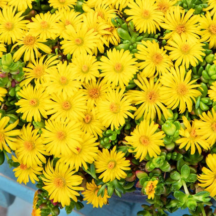 Słonecznica Yellow Ice Plant