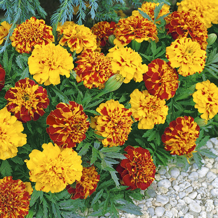 Aksamitka Bonita niska Mix Kolorów (Tagetes patula nana)