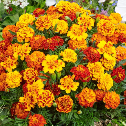 Aksamitka Niska Mix 1 g (Tagetes patula nana)