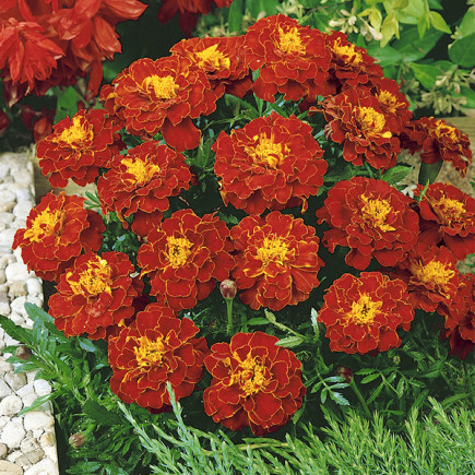 Aksamitka niska Red Cherry (Tagetes patula nana)