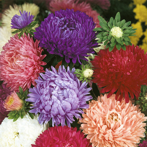 Aster Peoniowy Wysoki King Size Mieszanka (Callistephus chnensis) 1 g