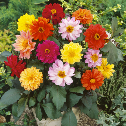 Dalia Piccolo Mignon Miniatura Mix (Dahlia variabilis) 