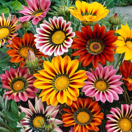 Gazania lśniąca Mix 0.5 g