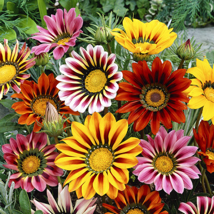 Gazania Sunshine Hybrids (Gazania splendens)