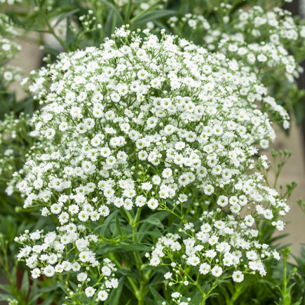 Gipsówka wiechowata Na bukiety (Gypsophila elegans)