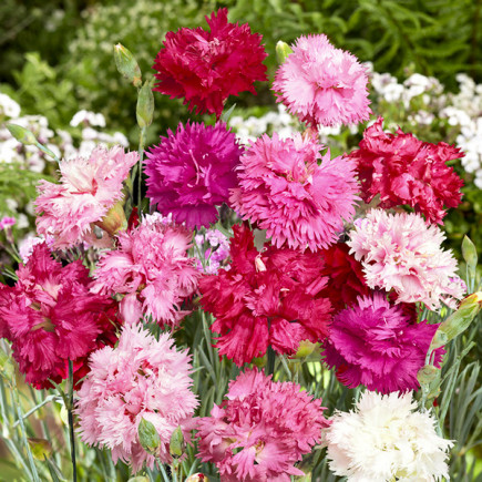 Goździk Pierzasty Mieszanka Spring Beauty (Dianthus plumarius)