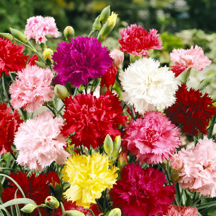 Goździk Szabo Mieszanka Chabaud mixed (Dianthus caryophyllus)