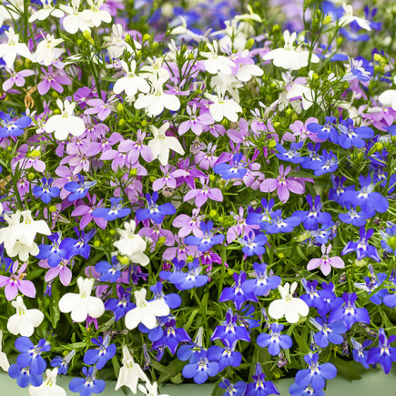 Lobelia przylądkowa niska Mieszanka (Lobelia erinus)