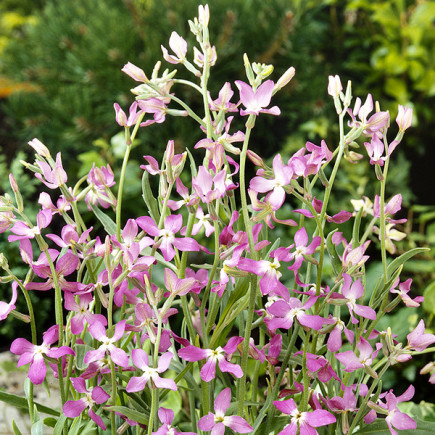 Maciejka Dwuroga Jasnofioletowa (Matthiola bicolorris)