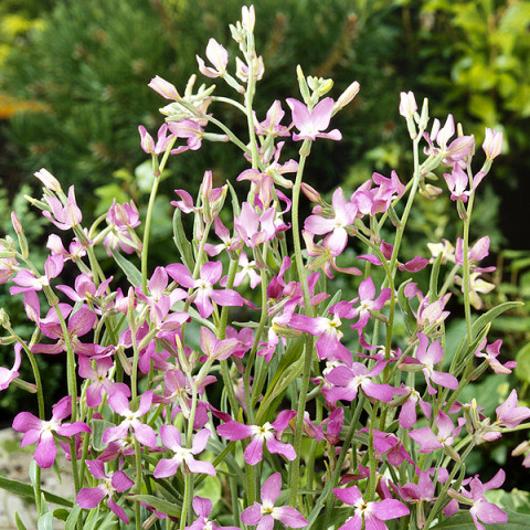 Maciejka Dwuroga Jasnofioletowa (Matthiola bicolorris) 3 g