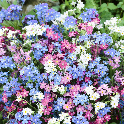 Niezapominajka alpejska Mieszanka (Myosotis alpestris) 0,5 g