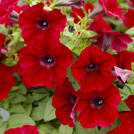 Petunia czerwona Fire Chief (Petunia x hybrida)