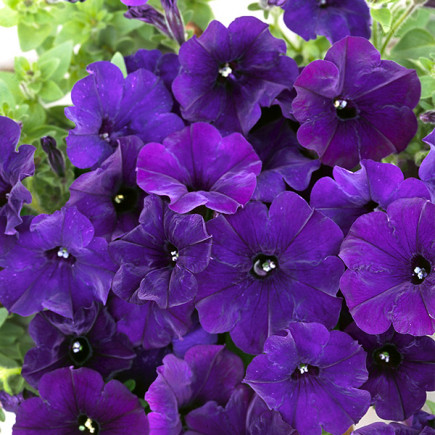 Petunia fiołkowata Alderman (Petunia x hybrida)