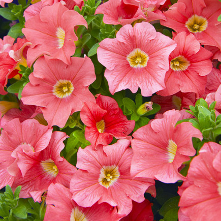 Petunia łosośewa Salmon (Petunia x hybrida) 