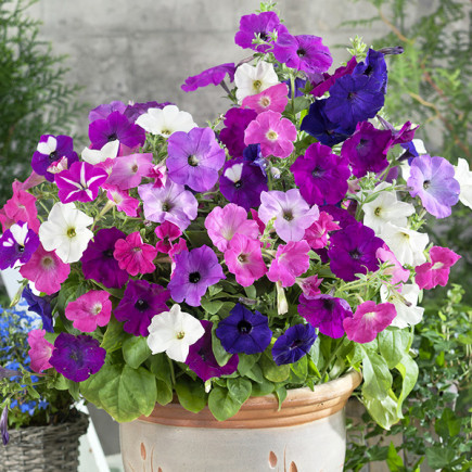 Petunia Mieszanka Balkonowa (Petunia x hybrida) 